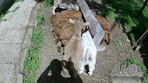 image_9