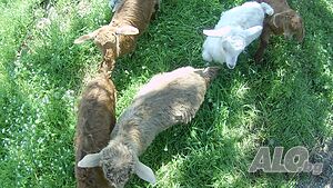 image_5