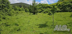 image_7