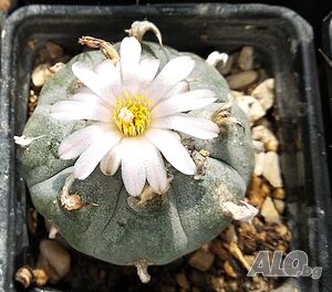 Lophophora williamsii/пейот