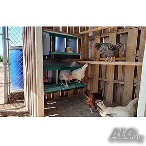image_6