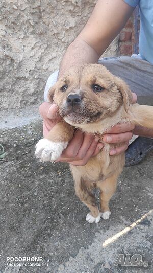 Подарявам кученце на два месеца.