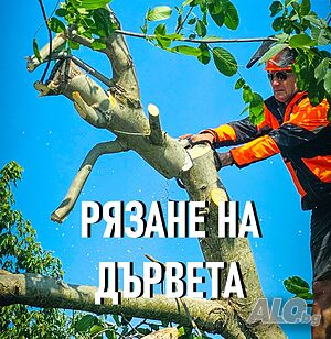 Рязане на опасни дървета с автовишка