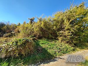 image_3