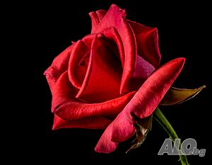 For a beautiful lady
