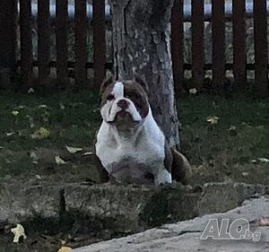 image_4