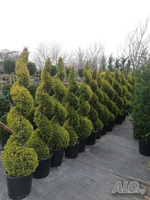 image_4