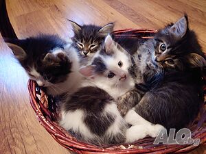 Сибирски котенца
