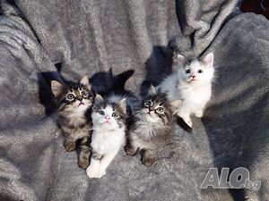 Сибирски котенца