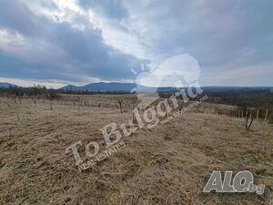 Продава се сливова овощна градина 40дка