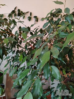 image_6