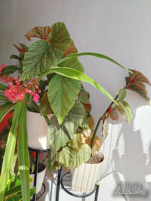 image_8