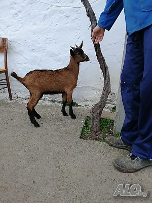image_5