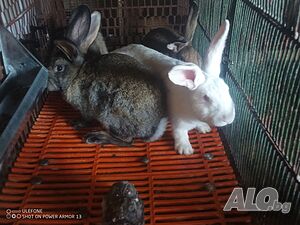 image_11