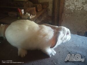 image_5