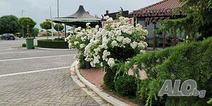 image_9