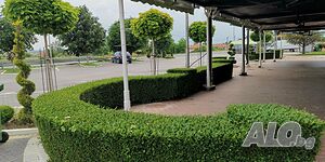 image_10