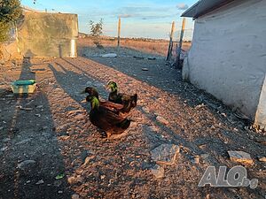 Продавам/заменям два юрдека/патока
