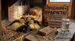 Продавам юрдечета | Птици | Търговище