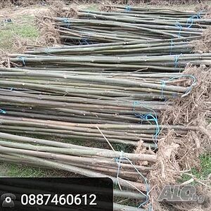 image_2