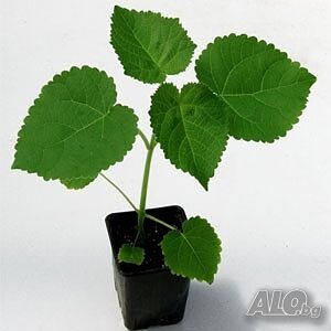 image_7