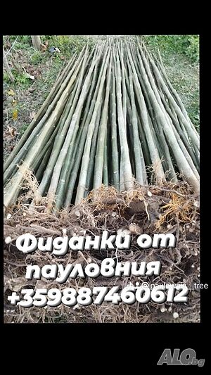 image_11