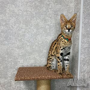 Котенца чатон каракал и сервал