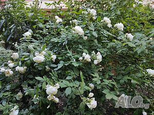 image_15