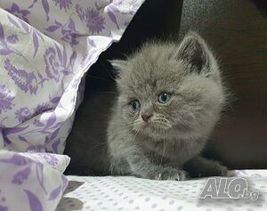 image_3