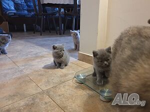 image_10