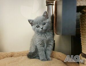 Малки сини женски британски котенца