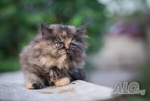 image_6