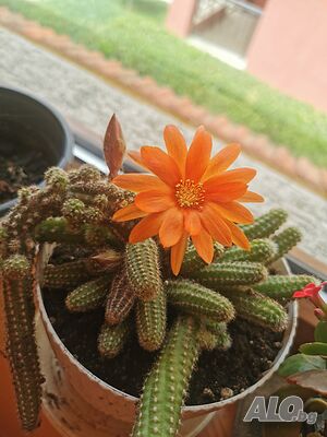 image_2