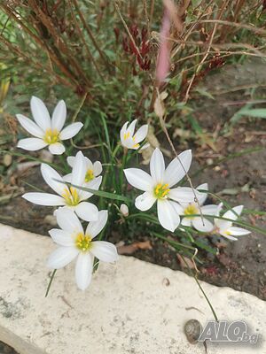image_6