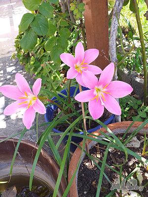 image_7