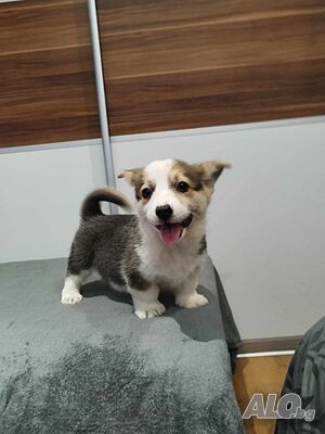 image_4
