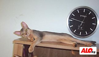 image_5