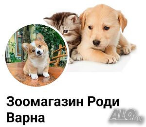 малки котета от екзотични породи