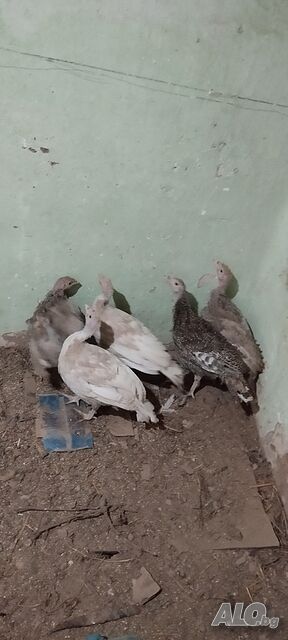 image_3
