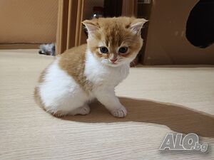 image_4