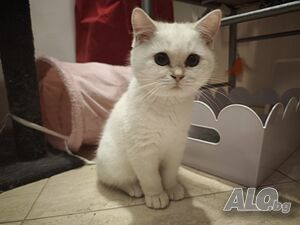 Бяло женско котенце британка