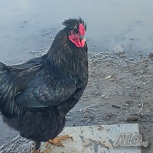 Продавам селски петли хубави родени 25 година