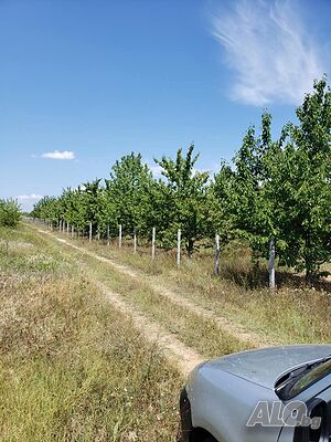Овощна градина 16.3 декара