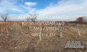 Гледано лозе 2200м2 десертно в отлично състояние до асфалт