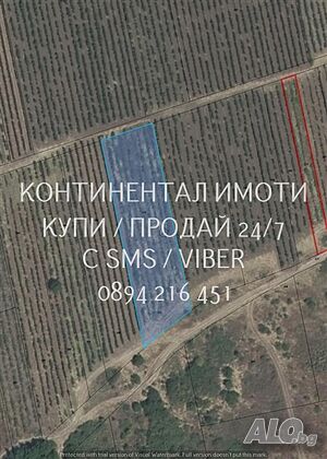 Старо лозе 2400м2 в голям лозов масив, на около 1,5км от шосе
