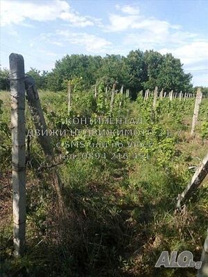 Парцел 3дка сега с лозе и овошки, ток и вода в регулация