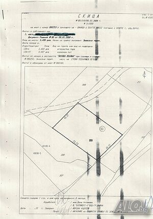 продавам иглолистна гора Виница