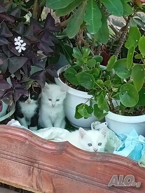 Подарявам бели котета