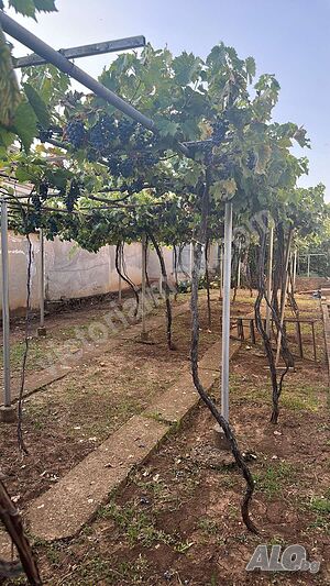 image_5