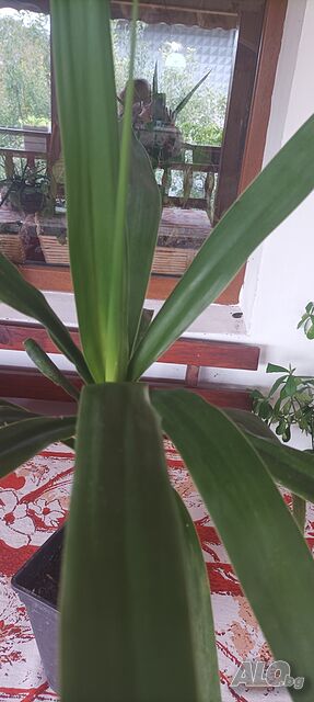 image_2